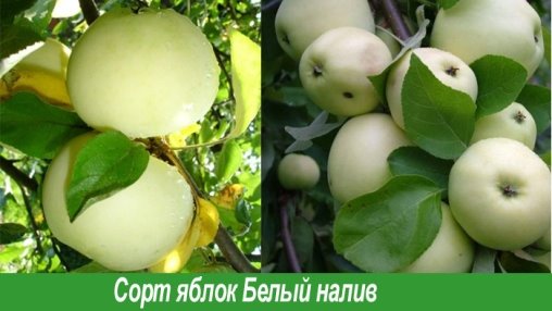 Сорта яблок Белый налив