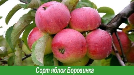 Сорт Боровинка