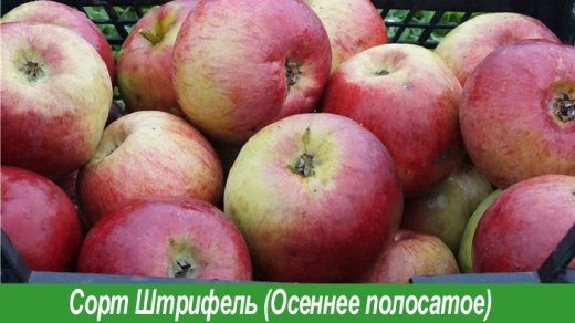 Сорт Штрифель