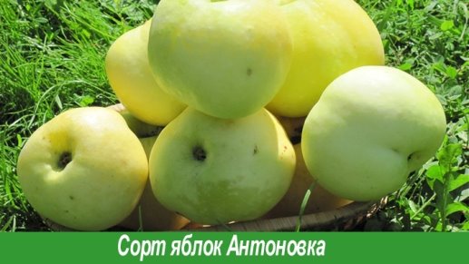 Антоновка белая