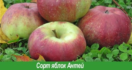 Сорт антей