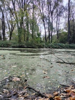 Ряска в устье реки Коломенки