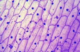 http://www.modernbiology.ru/micro/micro2.jpg