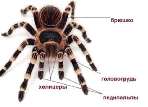 Строение паука