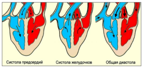 Сердечный цикл [1]