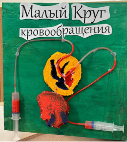 Малый круг кровообращения