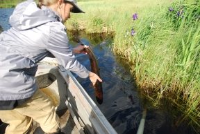 E:\щука семенова\DSC_0375.JPG