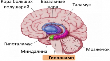 Бóльшие размеры гиппокампа у практиков медитации: дифференциальные эффекты у женщин и мужчин