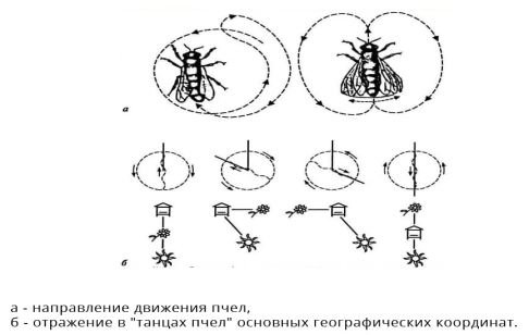 Принцип «танца пчёл»