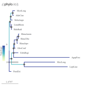 C:\Users\Kate\Downloads\svg2.phylo.io (6).png