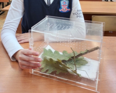 Инсектарий