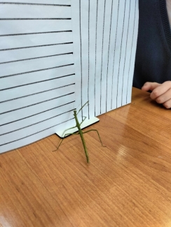 зрительное поведение насекомого