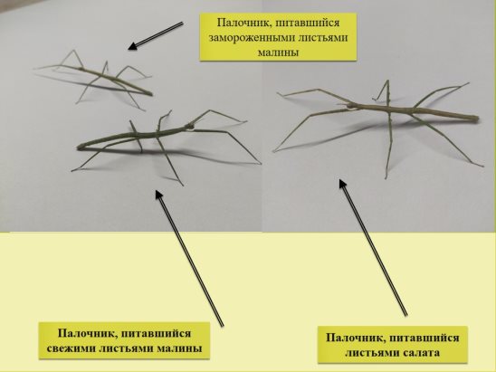 изучение пищевого рациона палочников