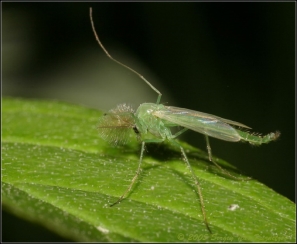 Комар-звонец