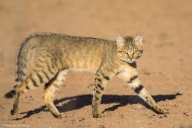 Ливийская или степная кошка