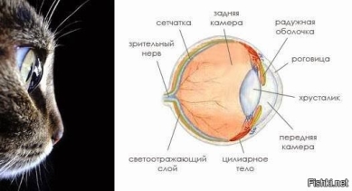 Строение глаза кошки
