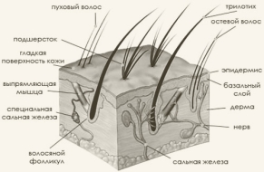 Строение кожи кошки