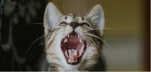 Зубы кошек