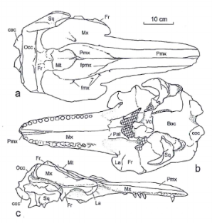 Верхняя челюсть Hemisyntrachelus cortesii (а — вид сверху, b — вид снизу, c- вид сбоку) [1]