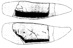 Зуб Orcinus Paleorca (голотип). Вид спереди (верхний рисунок) и вид сбоку (нижний рисунок)