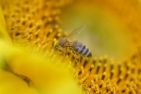 Пчела на подсолнечнике, участке пос. Северный пос. Северный