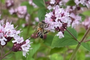 Пчела на цветущей мяте, ВДНХ