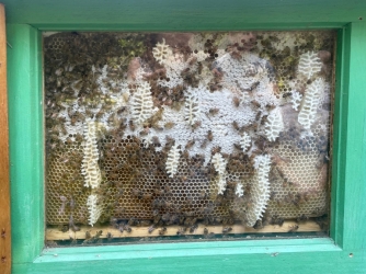 Демонстрационный улей, Царская пасека