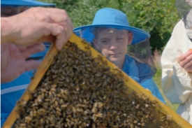 Рамка с пчелами, пасека Золино