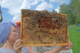 Рамка с пчелами, пасека Золино