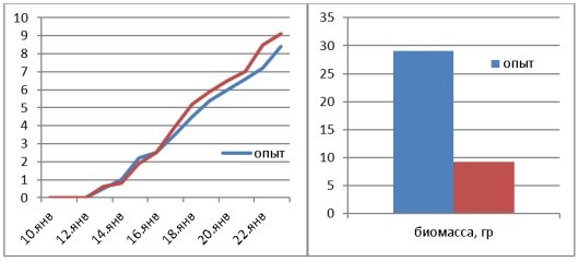 Рост и набор биомассы при световом дне 15 часов