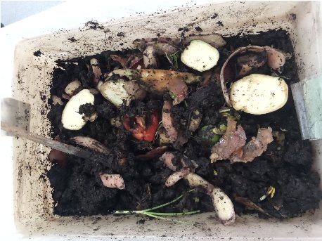 Кожура от картошки и баклажан в контейнере с червями.