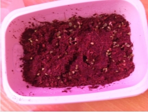 Всходы микрозелени салата 22.03.25. Правый лоток с добавлением биогумуса