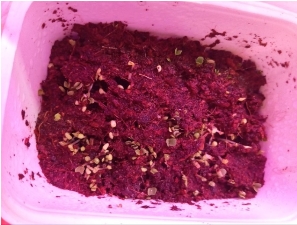 Всходы микрозелени салата 22.03.25. Правый лоток с добавлением биогумуса