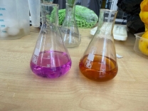 Проверка наличия лимонена в отваре: слева растворы перманганата калия и йода, справа обесцвечивание раствора йода (желтый) и изменение цвета р-ра перманганата калия (коричневый)