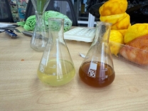 Проверка наличия лимонена в отваре: слева растворы перманганата калия и йода, справа обесцвечивание раствора йода (желтый) и изменение цвета р-ра перманганата калия (коричневый)