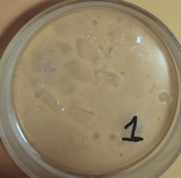 Рост колоний в образце № 1