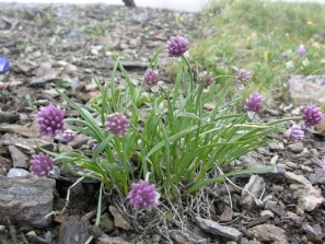 Слева — внешний вид Allium pumilum (Фото — Aleksey Vaganov (iNaturalist)). Справа — карта распространения Allium pumilum