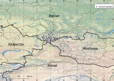 Слева — внешний вид Aconitum decipiens (Фото — Oyuntsetseg Batlai (iNaturalist)). Справа — карта распространения Aconitum decipiens
