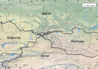 Слева — внешний вид Allium pumilum (Фото — Aleksey Vaganov (iNaturalist)). Справа — карта распространения Allium pumilum