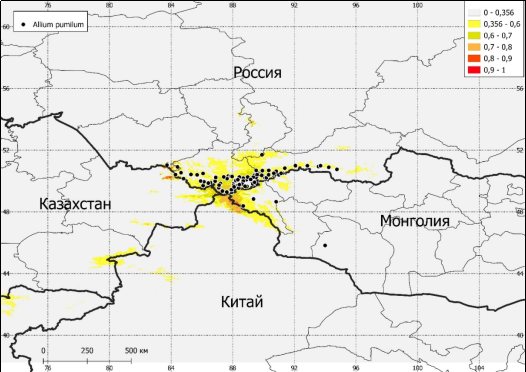 Прогнозная карта распространения A. pumilum на основе 19 климатических переменных (Worldclim) и фактора высоты над уровнем моря. Качество модели по индексу пригодности местообитания таксона (AUC): 0,9–1 = «отлично» (красный), 0,8–0,9 = «хорошо» (оранжевый), 0,7, 0,8 = «удовлетворительно» (жёлтый), 0,6–0,7 = «плохо» (светло-жёлтый), < 0,6 = «очень плохо» (серый)