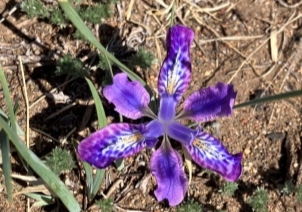 Слева — внешний вид Iris tigridia (Фото — Lisa R. (iNaturalist)). Справа — карта распространения Iris tigridia