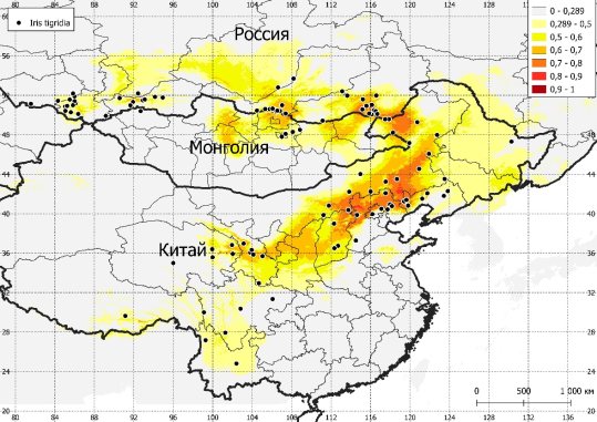 Прогнозная карта распространения I. tigridia на основе 19 климатических переменных (Worldclim) и фактора высоты над уровнем моря. Качество модели по индексу пригодности местообитания таксона (AUC): 0,9–1 = «отлично» (красный), 0,8–0,9 = «хорошо» (оранжевый), 0,7, 0,8 = «удовлетворительно» (жёлтый), 0,6–0,7 = «плохо» (светло-жёлтый), < 0,6 = «очень плохо» (серый)