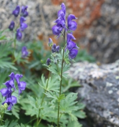 Слева — внешний вид Aconitum decipiens (Фото — Oyuntsetseg Batlai (iNaturalist)). Справа — карта распространения Aconitum decipiens