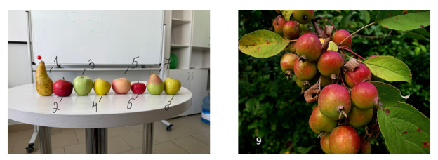 Сорта яблок и груш, использованные в исследовании (1. Груша Аббат, 2. Яблоки Флеш Гала, 3. Яблоки Гренни Смит, 4. Яблоки Сезонные, 5. Яблоки Фуджи, 6. Яблоки Заветные, 7. Груши Сезонные, 8. Яблоки Голден, 9. Malus sylvestris)