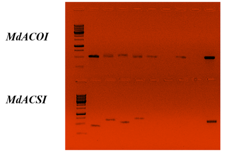 Электрофорез генов MdACOI-MdACSI