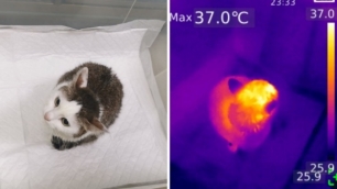 Животные с очагами боли