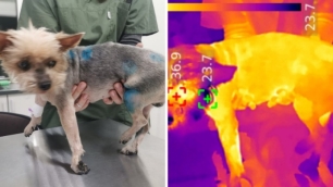 Животные с очагами боли