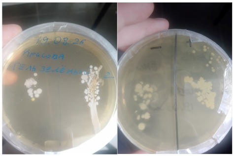 Чашки Петри с выросшими колониями