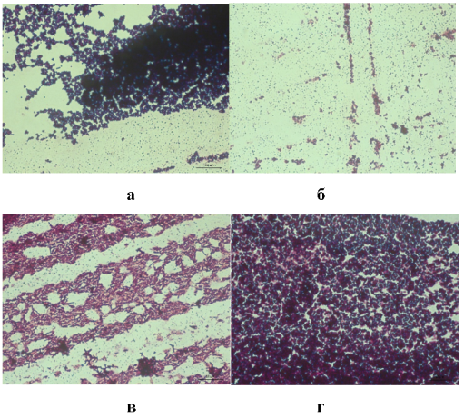 Полученные колонии: а — Тип 1; б — Тип 2; в — Тип 3; г — Тип 4