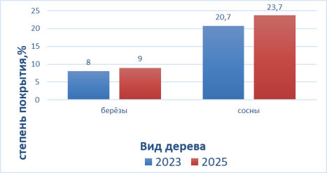 Сравнение среднего значения процента покрытия коры деревьев лишайниками в 2023 и 2025 гг. на участке № 2 (%)